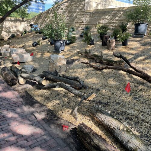 Limestone boulders, "fallen" logs, squat stumps and woody shrubs await final placement in the habitat garden.