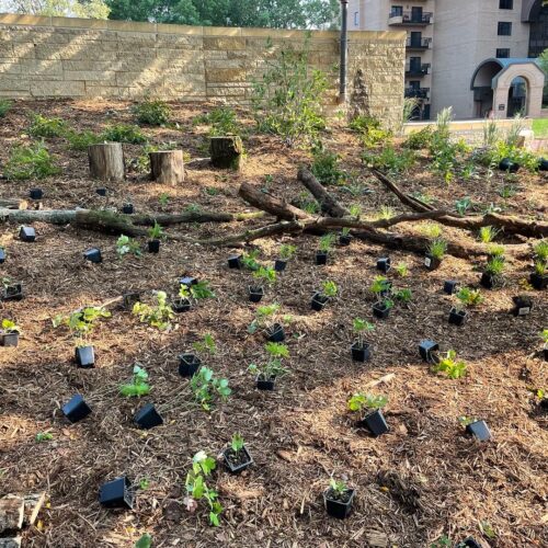 Still in their plastic nursery pots, scores of woodland groundcover species including wild geranium and oak sedge are lined up in loose rows waiting to be planted in the shady woodland garden.