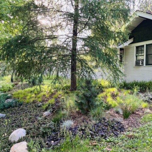 At the base of a Tamarack tree, on a small urban lot in St.Paul Minnesota, traditional turf has been replaced with a textural mix of native and non-native groundcover species in shades of green, burgundy and chartreuse.