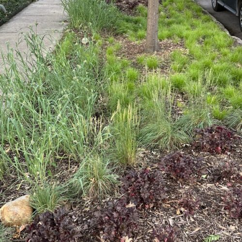 A boulevard "hellstrip" running between a public sidewalk and residential street has been replanted with a mix of textural greenery in place of traditional turf.