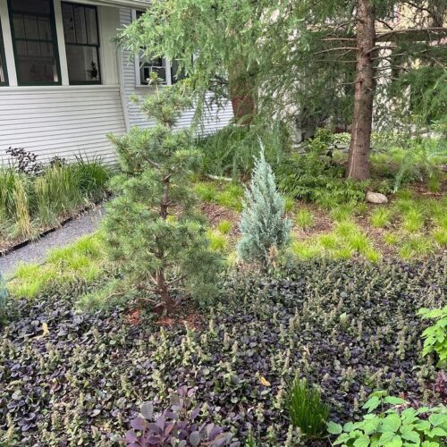 A small front yard in St. Paul, Minnesota is planted with a mix of low-growing deciduous and evergreen greenery in place of a traditional turf lawn.