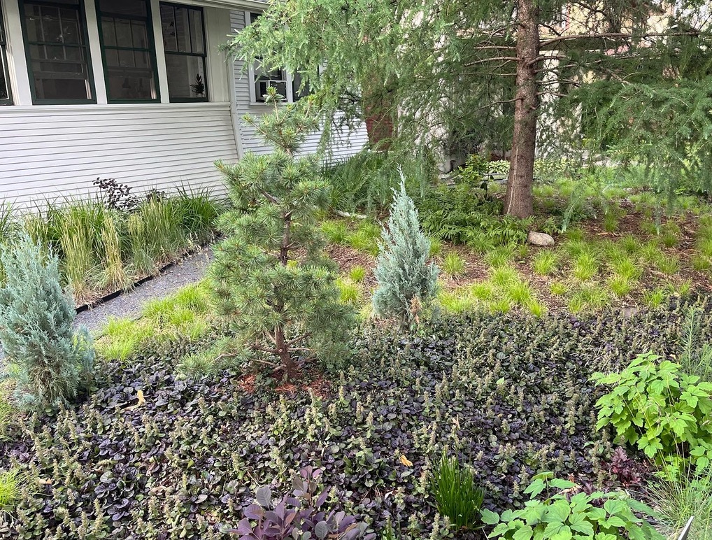 A small front yard in St. Paul, Minnesota is planted with a mix of low-growing deciduous and evergreen greenery in place of a traditional turf lawn.