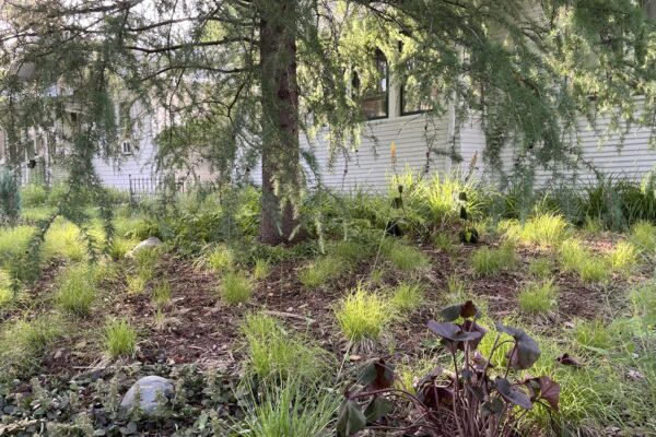 Detail of the base of a Tamarack tree, surrounded by a textural mix of native and non-native greenery.