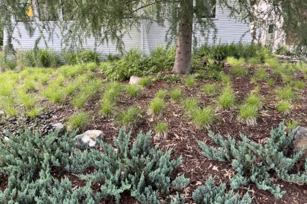 Detail of the base of a Tamarack tree, surrounded by a textural mix of native sedge and creeping juniper.