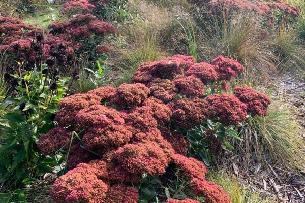 Sedum and prairie drop seed