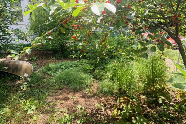 Blooming cherry tree, native grasses and strawberry ground cover in dappled shade yard