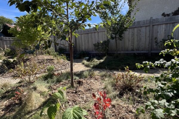 dwarf fruit trees raspberries and blueberries