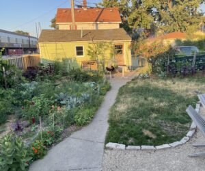 A back yard with a pathway to a shed with a vegetable garden at left and a textured grass lawn with seating at right.