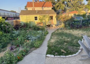 A back yard with a pathway to a shed with a vegetable garden at left and a textured grass lawn with seating at right.