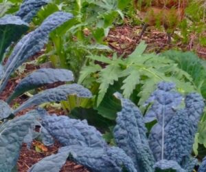 A chicken wandering amidst edible leafy kale and lettuces.