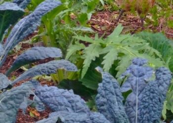 A chicken wandering amidst edible leafy kale and lettuces.