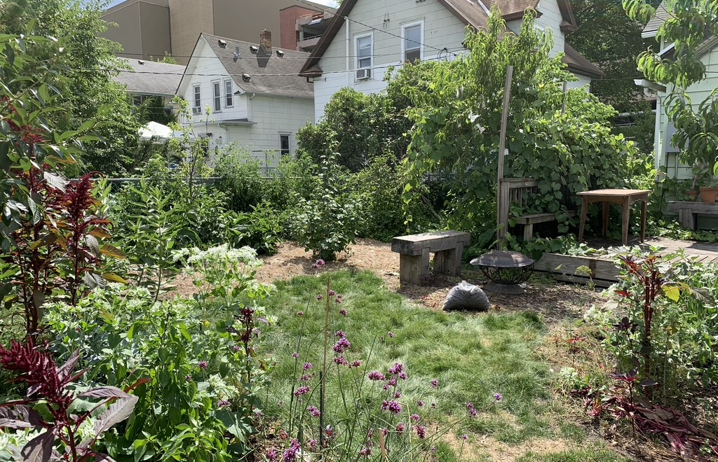 A back yard filled with numerous edible plants including vines and fruit trees and purple and red flowers on a bright summer day