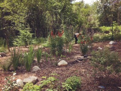 A landscaper bending to plant in a fenced in wetland area blooming with red cardinal flower.