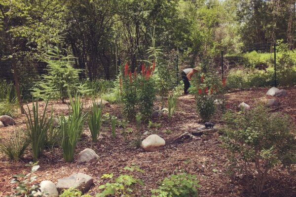 A landscaper bending to plant in a fenced in wetland area blooming with red cardinal flower.