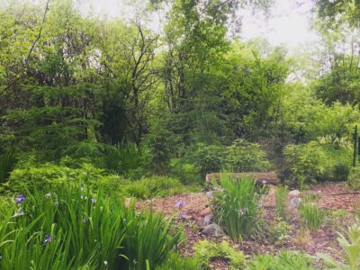 A wetland area with lush trees and plants and purple irises blooming in the foreground.