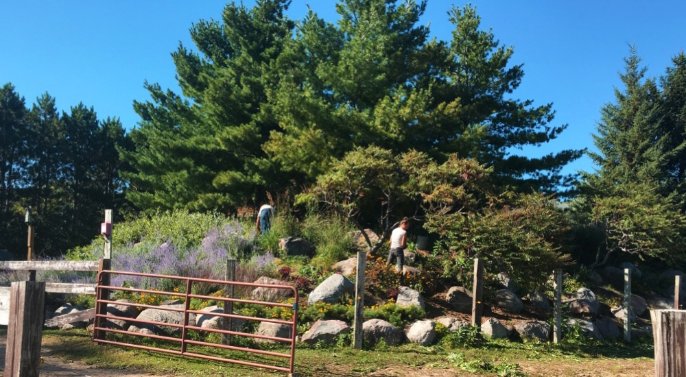 Two landscape crew members weeding on a rocky hillside blooming with sumac trees and purple russian sage. A red fence for livestock is in the foreground.