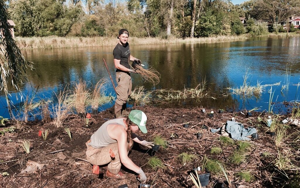 Two landscapers planting potted grasses along a muddy shoreline of a lake.