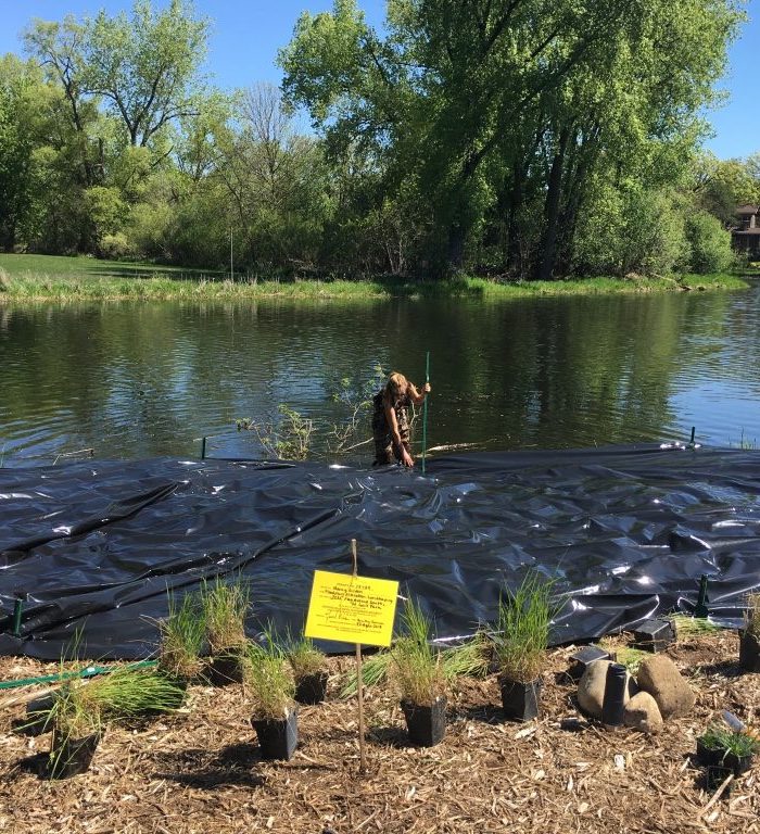 A landscaper staking a wide swath of thick black plastic along a lake shoreline. A yellow sign staked into the ground in the foreground describes the sustainability technique they're doing.