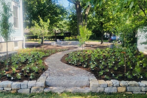 A newly constructed cobblestone path that meanders through a narrow orchard, still in the process of being planted, connects to a rough-cut stone step in the center of a one foot tall dry-stacked retaining wall.