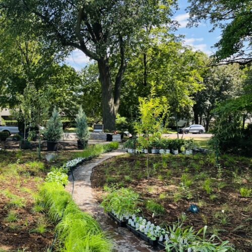 A cobblestone path meanders through a partially planted prairie garden dotted with shrubs, grasses and other plants, sill in their plastic nursery pots, waiting in rows along the path to be added to the new garden.