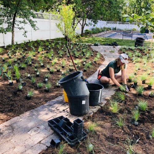 A female landscaper wearing a baseball cap who is planting a native grass plug is surrounded by hundreds of small plants, still in their plastic nursery pots, waiting to be planted in an urban orchard in the Kenwood Neighborhood of Minneapolis.