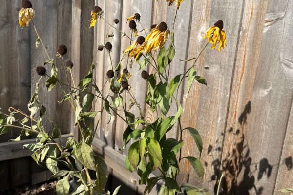 Black-eyed Susan after a freeze