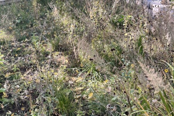 late season texture pickleball davern