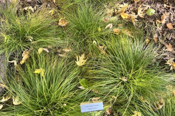 project with signage davern